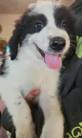 Mauve, a female Pyredoodle for sale in Pikeville, TN – 5 of 7