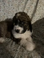 Big Girl, a female Bernedoodle for sale in Mora, MN – Photo 2 of 3