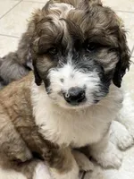 Big Girl, a female Bernedoodle for sale in Mora, MN – Photo 1 of 3