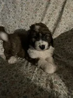 Big Girl, a female Bernedoodle for sale in Mora, MN – Photo 3 of 3