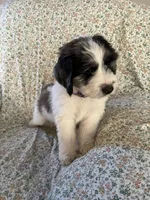 Rocky, a male Bernedoodle for sale in Mora, MN – Photo 2 of 2