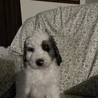 Floyd, a male Bernedoodle for sale in Mora, MN – Photo 1 of 3
