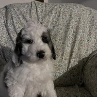 Floyd, a male Bernedoodle for sale in Mora, MN – Photo 2 of 3