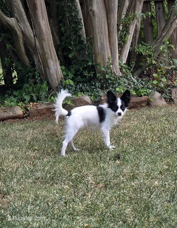 Louis – Papillon puppy for sale in Lynchburg, VA