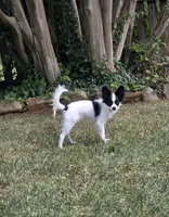 Louis, a male Papillon for sale in Lynchburg, VA – 1 of 1