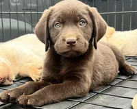 Puppy , a female Labrador Retriever for sale in Denver City, TX – Photo 2 of 4