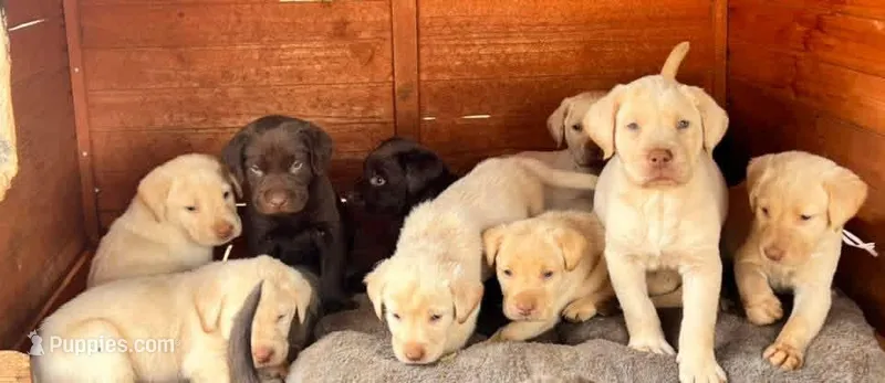 Puppy  – Labrador Retriever puppy for sale in Denver City, TX