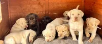 Puppy , a female Labrador Retriever for sale in Denver City, TX – Photo 1 of 4