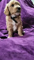 Black , a male Cockapoo and Poodle - Miniature  for sale in Newman, CA – 4 of 9