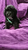 Green, a male Cockapoo and Poodle - Miniature  for sale in Newman, CA – 2 of 9