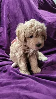 Light pink, a female Cockapoo and Poodle - Miniature  for sale in Newman, CA – 4 of 7