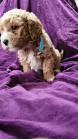 Light blue , a male Cockapoo and Poodle - Miniature  for sale in Newman, CA – 6 of 9