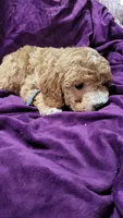 Blue, a male Cockapoo and Poodle - Miniature  for sale in Newman, CA – 2 of 7