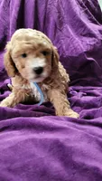 Blue, a male Cockapoo and Poodle - Miniature  for sale in Newman, CA – 4 of 7