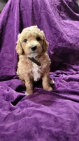 Black , a male Cockapoo and Poodle - Miniature  for sale in Newman, CA – 5 of 9