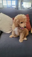 Black, a male Cockapoo and Poodle - Miniature  for sale in Newman, CA – 3 of 10