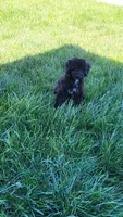 Green, a male Cockapoo and Poodle - Miniature  for sale in Newman, CA – 2 of 10