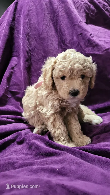 Light pink – Cockapoo, Poodle - Miniature  puppy for sale in Newman, CA