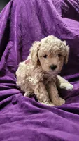 Light pink, a female Cockapoo and Poodle - Miniature  for sale in Newman, CA – 1 of 7