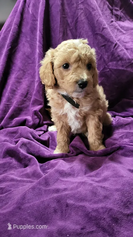 Black  – Cockapoo, Poodle - Miniature  puppy for sale in Newman, CA