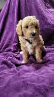 Black , a male Cockapoo and Poodle - Miniature  for sale in Newman, CA – 1 of 9
