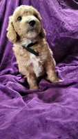 Black , a male Cockapoo and Poodle - Miniature  for sale in Newman, CA – 6 of 9
