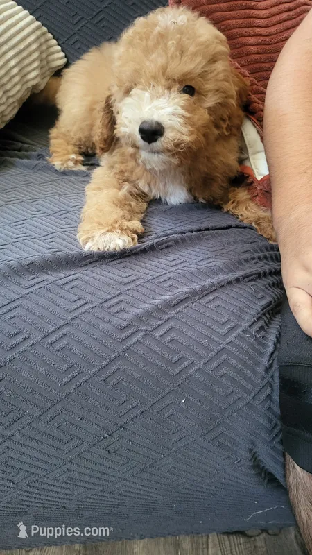 Blue – Cockapoo, Poodle - Miniature  puppy for sale in Newman, CA