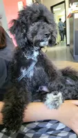Green, a male Cockapoo and Poodle - Miniature  for sale in Newman, CA – 8 of 10