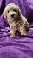 Purple, a female Cockapoo and Poodle - Miniature  for sale in Newman, CA – 4 of 8