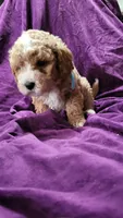 Light blue , a male Cockapoo and Poodle - Miniature  for sale in Newman, CA – 5 of 9