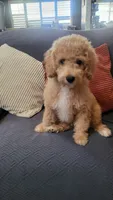 Black, a male Cockapoo and Poodle - Miniature  for sale in Newman, CA – 2 of 10
