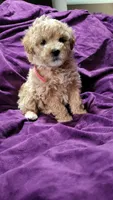 Pink, a female Cockapoo and Poodle - Miniature  for sale in Newman, CA – 2 of 7
