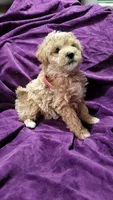 Pink, a female Cockapoo and Poodle - Miniature  for sale in Newman, CA – 4 of 7