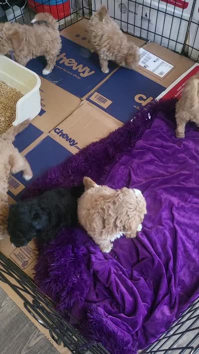 Pink, a female Cockapoo and Poodle - Miniature  for sale in Newman, CA – 7 of 7