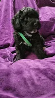 Green, a male Cockapoo and Poodle - Miniature  for sale in Newman, CA – 3 of 9