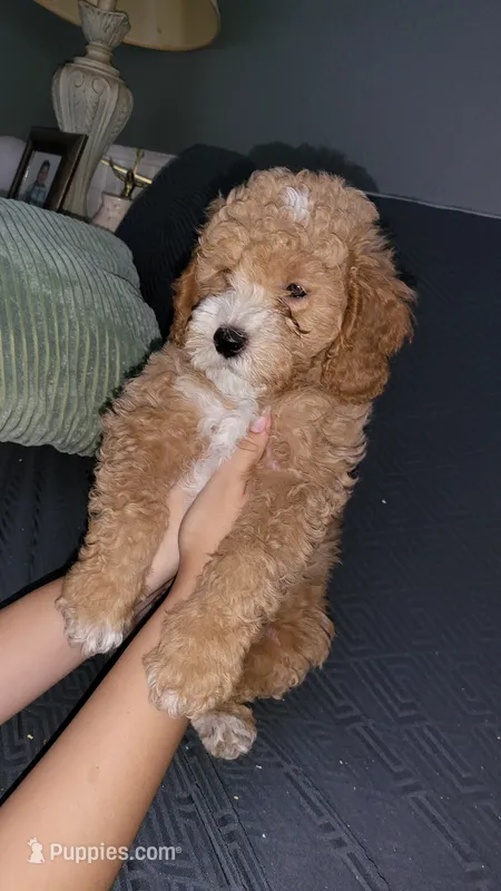 Blue – Cockapoo, Poodle - Miniature  puppy for sale in Newman, CA