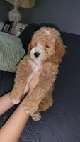 Blue, a male Cockapoo and Poodle - Miniature  for sale in Newman, CA – 3 of 8