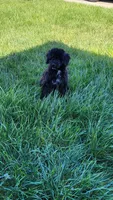 Green, a male Cockapoo and Poodle - Miniature  for sale in Newman, CA – 3 of 10