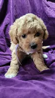 Purple, a female Cockapoo and Poodle - Miniature  for sale in Newman, CA – 3 of 8
