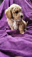 Light blue , a male Cockapoo and Poodle - Miniature  for sale in Newman, CA – 3 of 9
