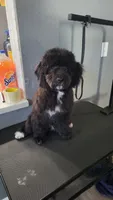 Green, a male Cockapoo and Poodle - Miniature  for sale in Newman, CA – 7 of 10