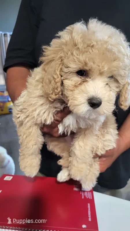 Light pink – Cockapoo, Poodle - Miniature  puppy for sale in Newman, CA