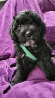 Green, a male Cockapoo and Poodle - Miniature  for sale in Newman, CA – 6 of 9