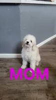 Black , a male Cockapoo and Poodle - Miniature  for sale in Newman, CA – 7 of 9