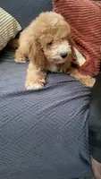 Blue, a male Cockapoo and Poodle - Miniature  for sale in Newman, CA – 2 of 8