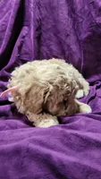 Light pink, a female Cockapoo and Poodle - Miniature  for sale in Newman, CA – 2 of 7