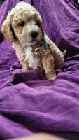 Light blue , a male Cockapoo and Poodle - Miniature  for sale in Newman, CA – 4 of 9