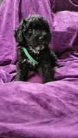 Green, a male Cockapoo and Poodle - Miniature  for sale in Newman, CA – 4 of 9