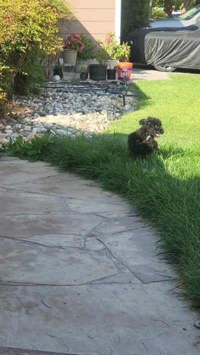 Green, a male Cockapoo and Poodle - Miniature  for sale in Newman, CA – 4 of 10