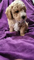 Light blue , a male Cockapoo and Poodle - Miniature  for sale in Newman, CA – 2 of 9